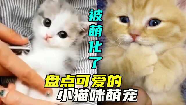 盘点可爱的小猫咪萌宠,看到这么萌的小猫咪,我心都萌化了