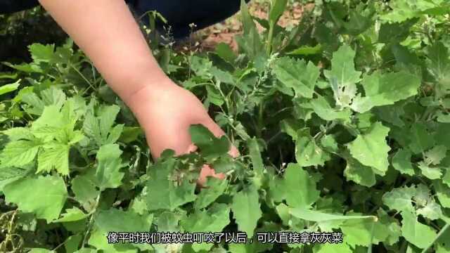 农村到处都这种野菜,祛湿止痒,消炎止泻