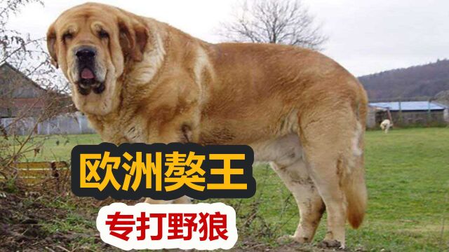 200斤巨型猛犬,藏獒在它面前是弟弟,欧洲獒王西班牙獒