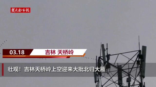 壮观!吉林天桥岭上空迎来大批北归大雁