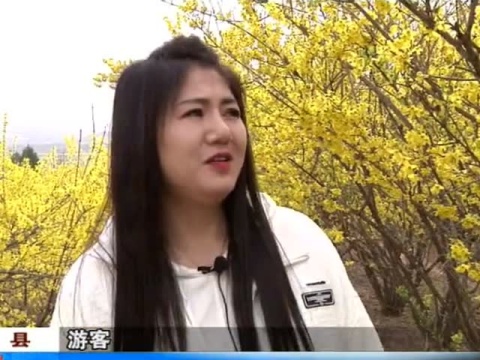 沸泉村千亩连翘花正盛