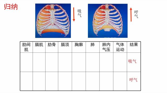 初一生物《人体细胞获得氧气的过程》第二课时黄小婷