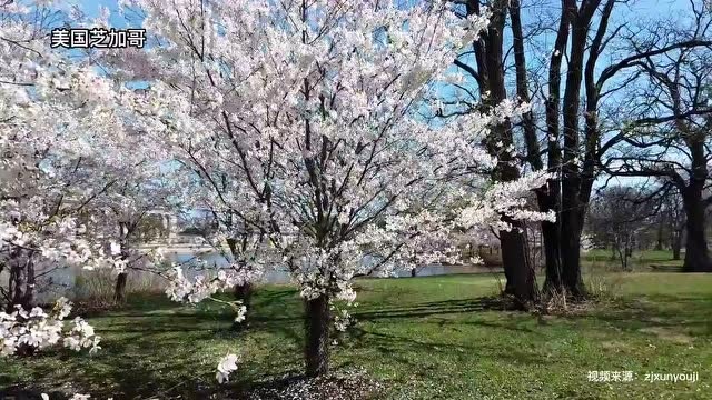 全球知樱结樱缘 一日环球看樱花