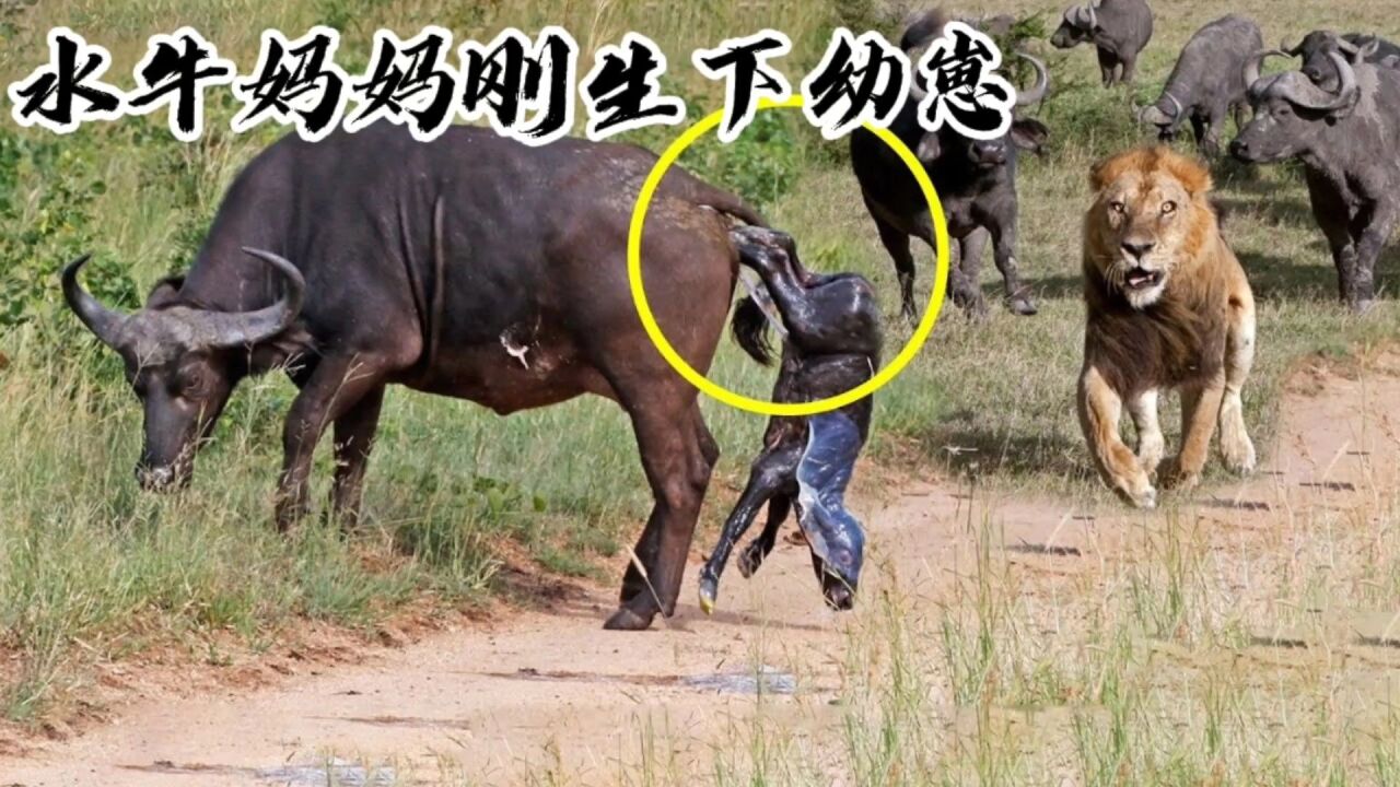 水牛妈妈刚刚生下幼崽,小牛犊就被狮群进攻,好在水牛群救下牛犊