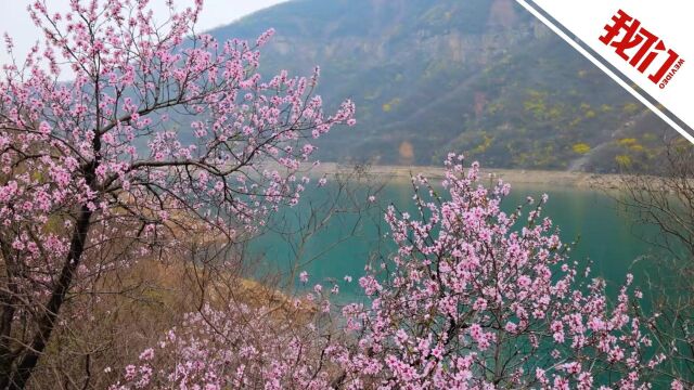 河南云台山万亩花海惊艳绽放