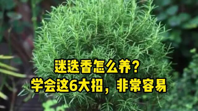 迷迭香怎么养?学会这6大招,非常容易养