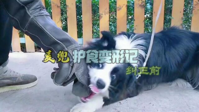 护食咬人的边牧犬/麦兜