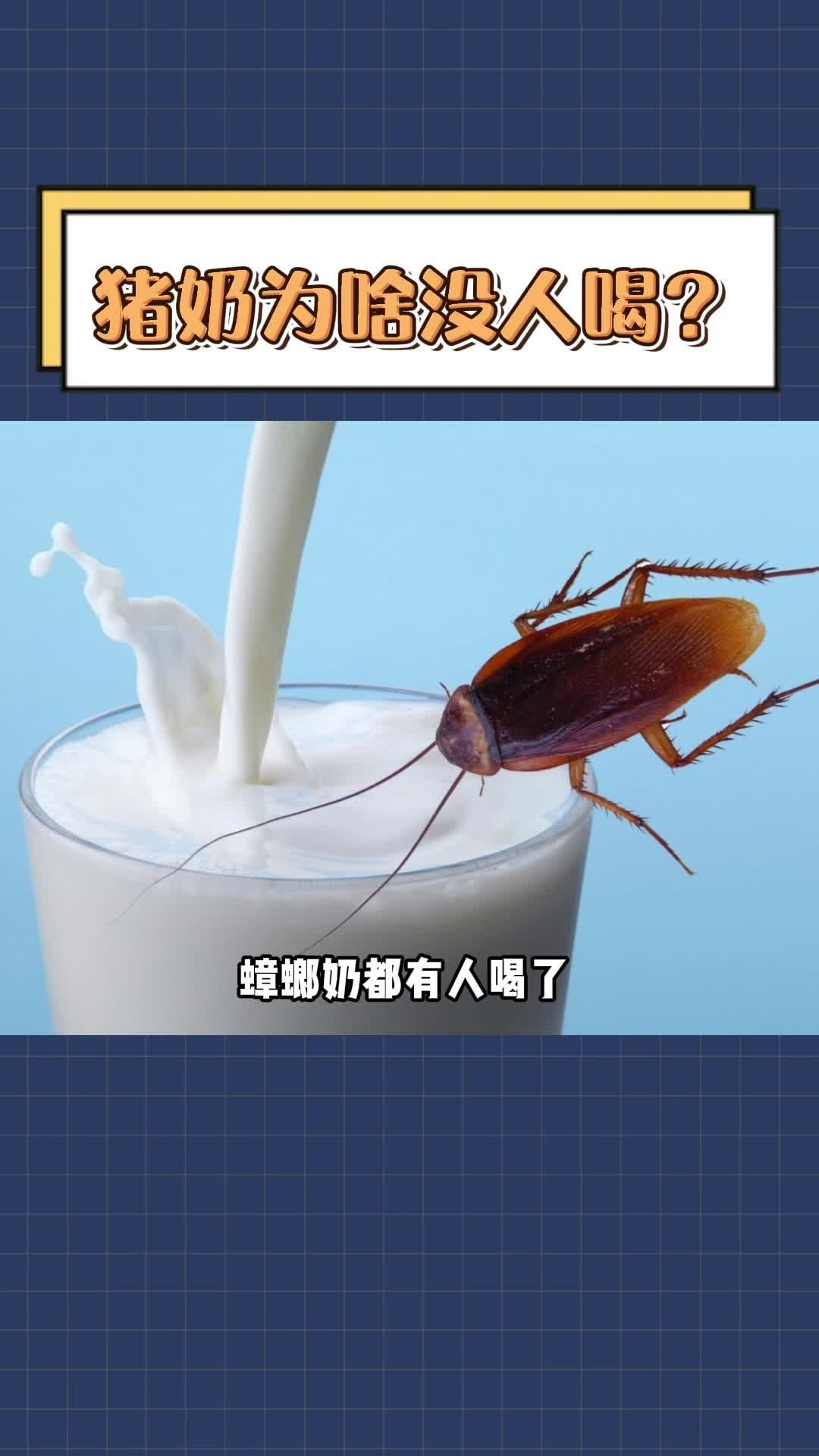 蟑螂奶都有人喝,为啥没人喝猪奶呢?