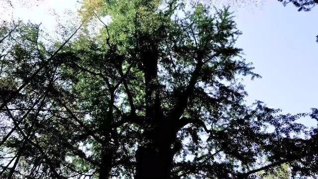 浙江省佛教协会直属寺院莫干山天池禅寺举行复建工程奠基仪式