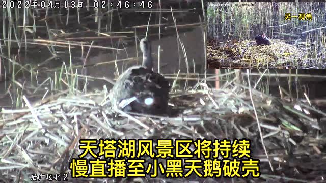 围观!天塔湖这对网红天鹅“夫妻”产宝日记来了→