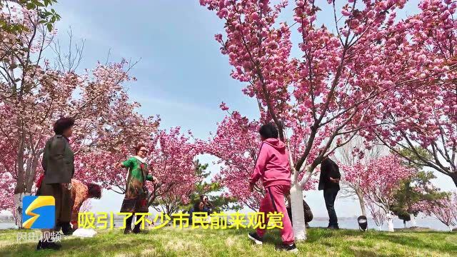 山东荣成:樱花湖畔樱花开 “城市会客厅”里游人醉