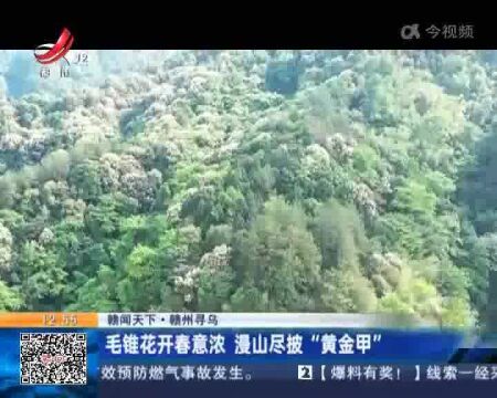 【赣闻天下】赣州寻乌:毛锥花开春意浓 漫山尽披“黄金甲”