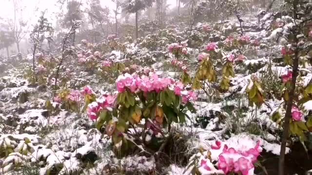 云南昆明、曲靖、昭通、楚雄等地降雪了!未来24小时天气为……