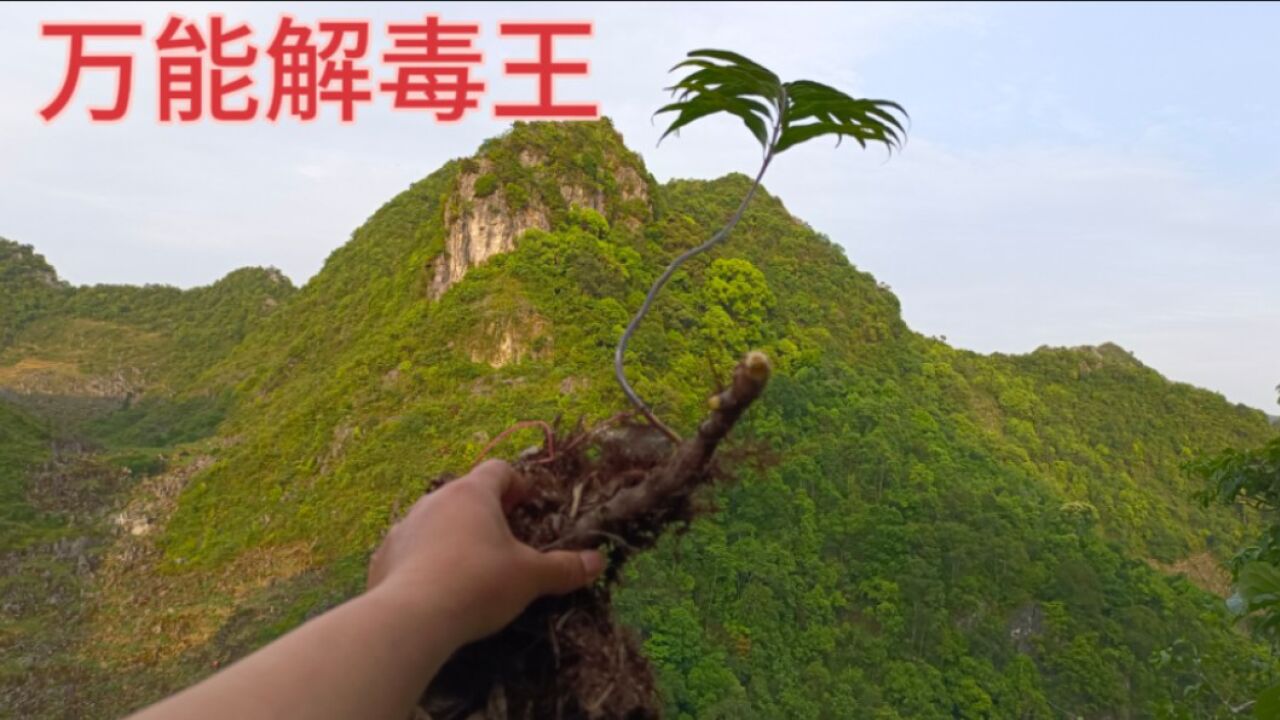 农村万能解毒王!500块钱一斤进行收购,你有看见过这种植物吗?