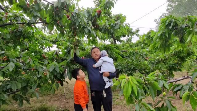 【好品山东 抗“疫”助农】村书记为家乡大樱桃代言,优质采摘园云上销售