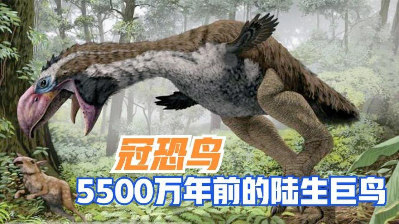 5500万年前的陆生巨鸟,比东北虎还要大,冠恐鸟和泰坦鸟谁更厉害