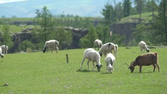 mixkitaherdofgoatsgrazing