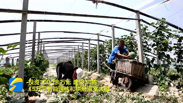 东营区:“麻湾西瓜” 长势喜人 带领群众增收致富