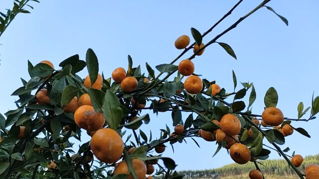 高山蜜橘园素材1