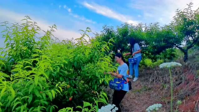 桃花山的桃子熟啦!还有枇杷可以采摘哟!这个周末约起!