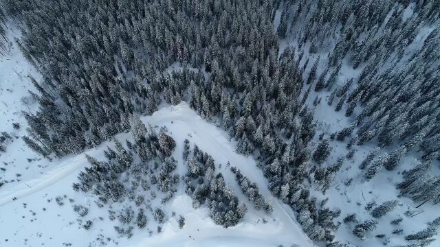 航拍雪山上雪松森林