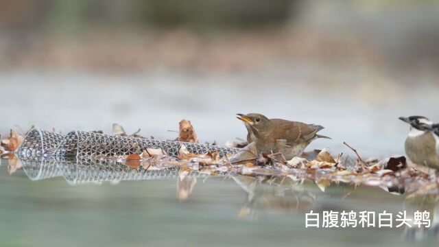 绣眼鸟抢水喝 发生在小区雨水管下的 水资源争夺战:来自绣眼鸟和红胁蓝尾鸲