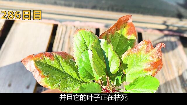 沉浸式种苹果 248天后种翻车了 真的太好笑了太解压了