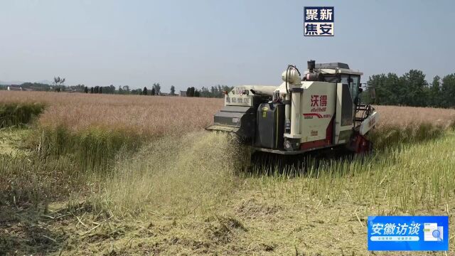 陕油28油菜测产工作在合肥市肥东县张集镇成功举办