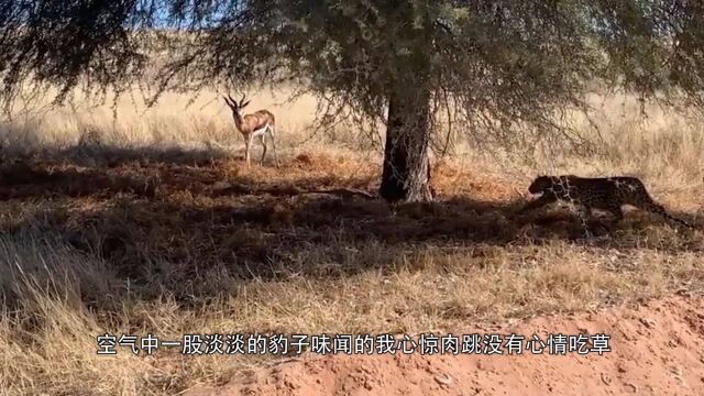 这到底是熊猫还是狗,难道这就是传说中的熊狗?