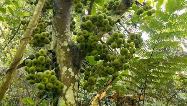 味道甜美又能治风寒感冒的对叶榕