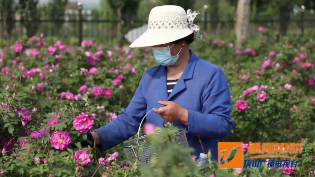 迁安:食用玫瑰开出“致富花”