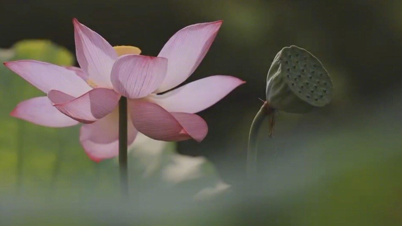 2022武汉荷花节 期待“荷”你相遇,在仲夏最浪漫的日与夜