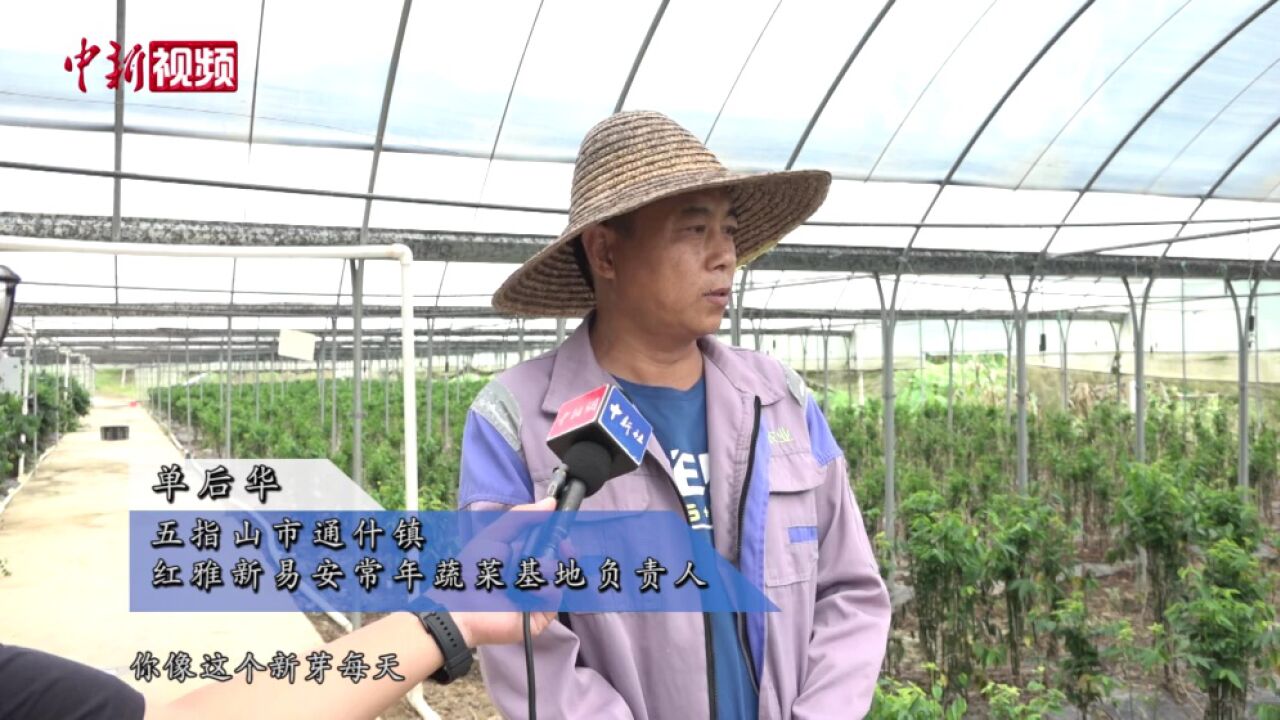 海南五指山探索野菜“生态产业化”:从山野采摘走向大棚种植