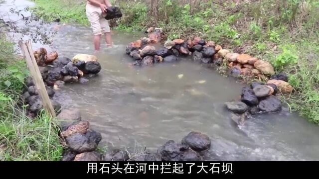 河沟发现大鱼,男子直接“画地为牢”,拦起一个大石坝!