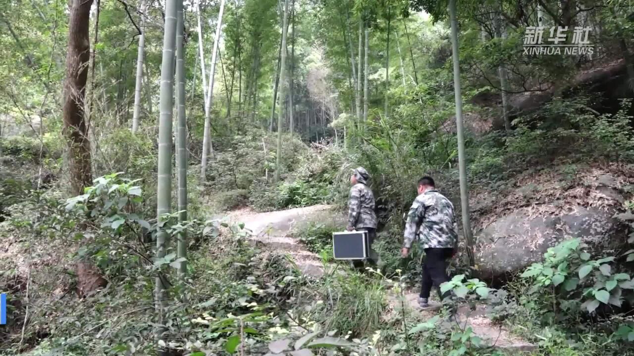 江西南昌:森林“女医生”翻山越岭守护青山16年