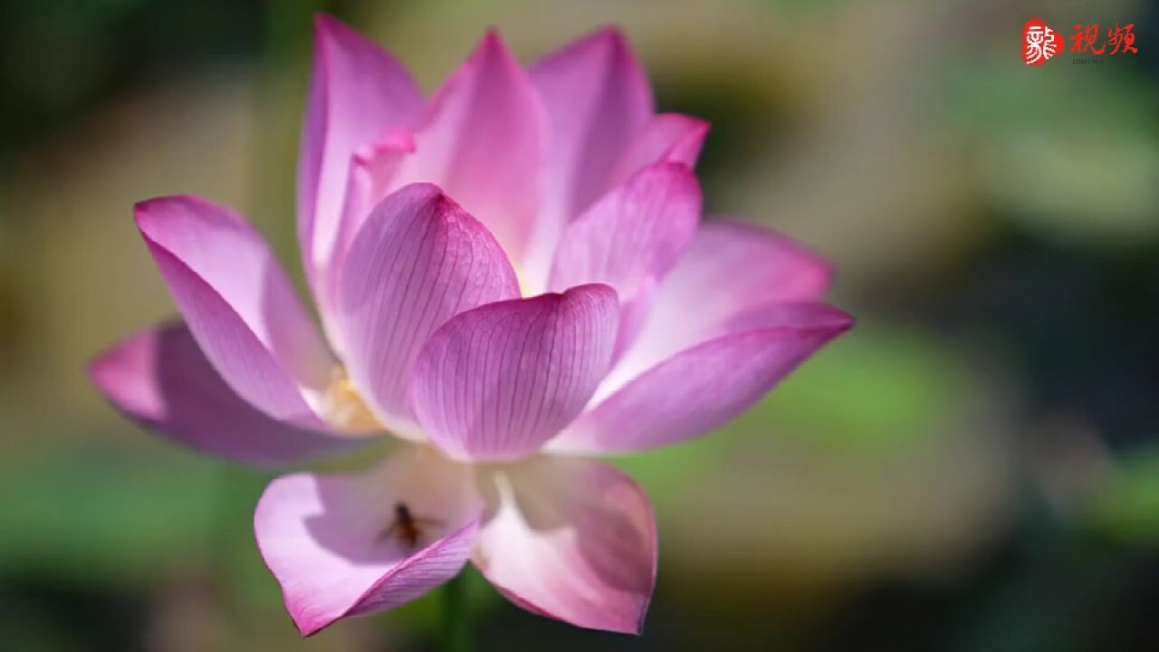 临武:荷花盛开 好运“莲莲”