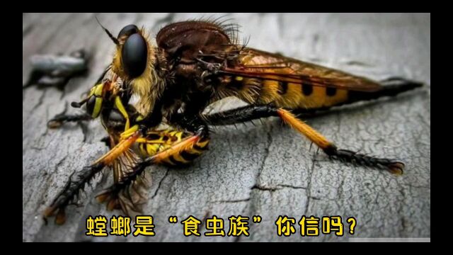 螳螂是“食虫族”你知道吗?