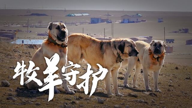 草原上的牧羊犬有如守护之神,在它们的护送下,野狼不敢轻举妄动