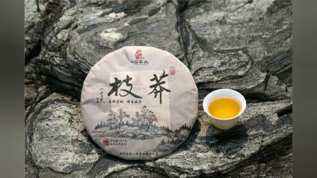 李桂荣说茶丨莽枝古树纯料茶:一香一味总关\