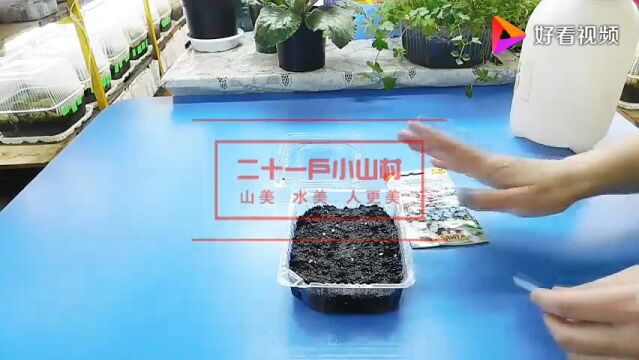 高手教你植物种植全过程