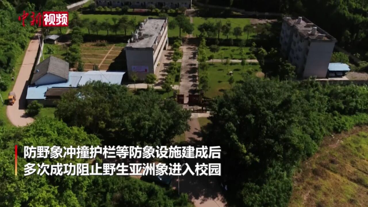 云南普洱:防象设施发挥作用野象欲进校园被阻挡