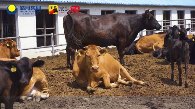 【皓月当空】民革“三农”企业家团队走访调研长春皓月集团