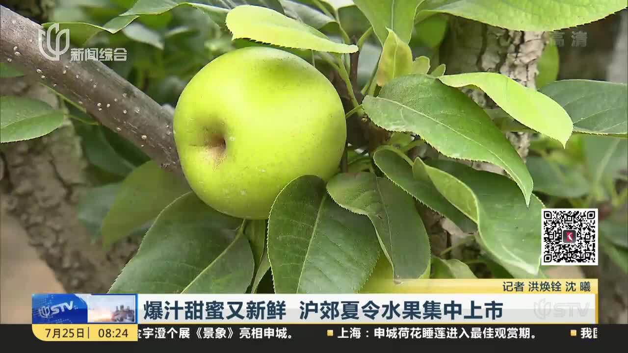 爆汁甜蜜又新鲜 沪郊夏令水果集中上市