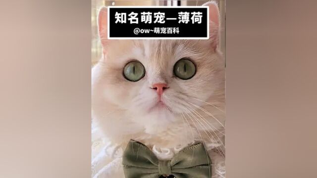 猫界刘亦菲#蓝金渐层12色#喵星人#萌宠#可爱到爆炸