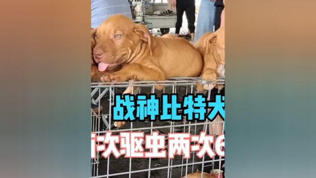 苏北农村宠物市场比特犬疫苗两次驱虫两次600一只