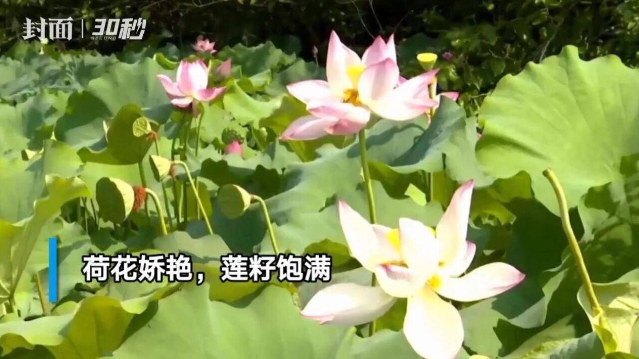 30秒 | 四川岳池:观赏荷花和采摘莲子正当时