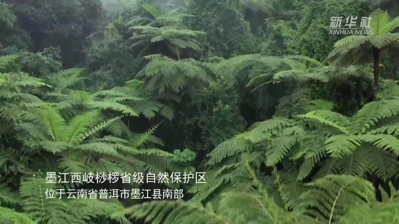 千城胜景|云南墨江:10万株桫椤美如画