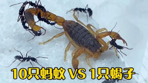 10只蚂蚁挑战一只蝎子，这场面你见过吗