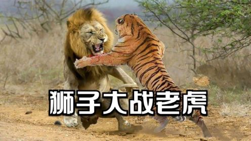 狮子大战老虎，两大兽王实力对抗，场面罕见