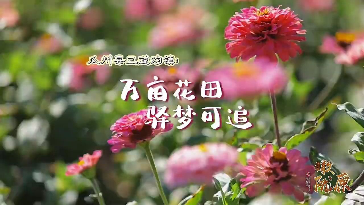 瞰陇原|瓜州县三道沟镇:万亩花田 驿梦可追